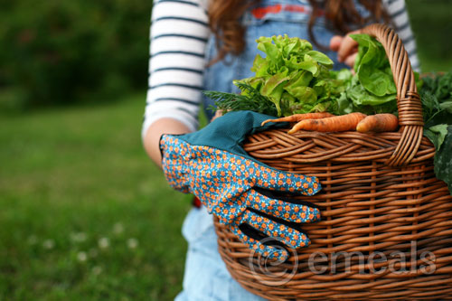 10 Tips to Grow a Garden 10 Tips to Grow a Garden